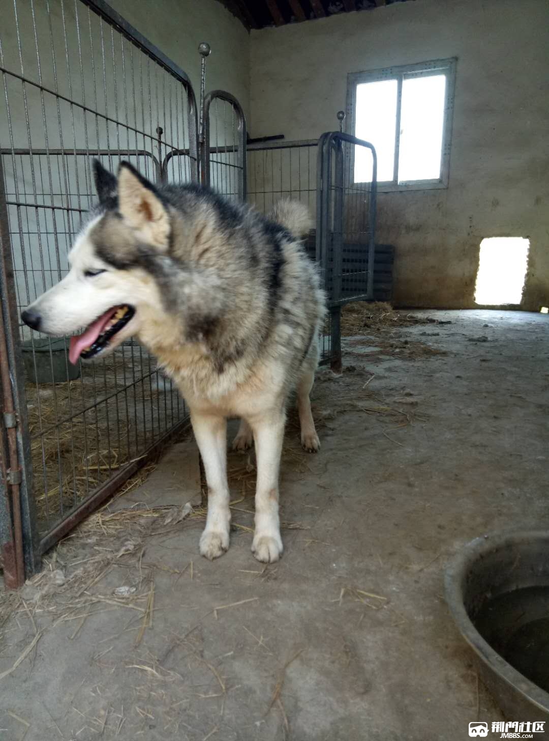 哈士奇公狗卖或换母大狗品种不限