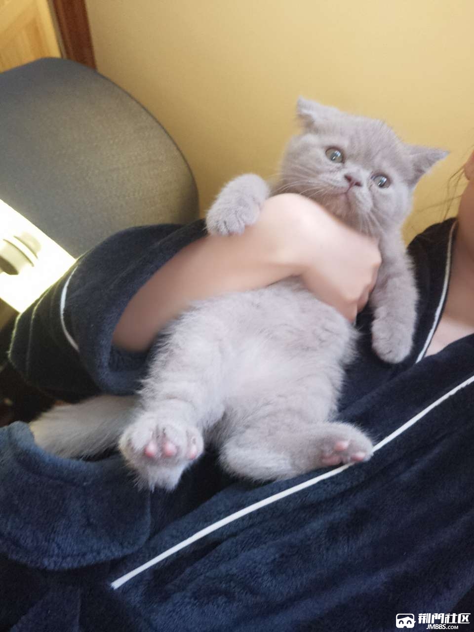 稀有丁香色英短