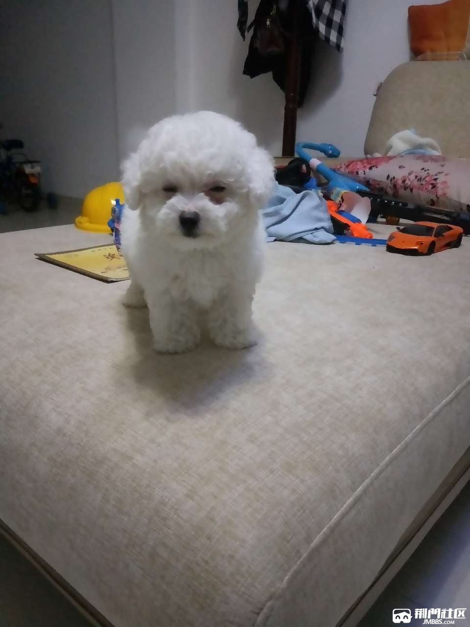 转卖2个多月比熊幼犬