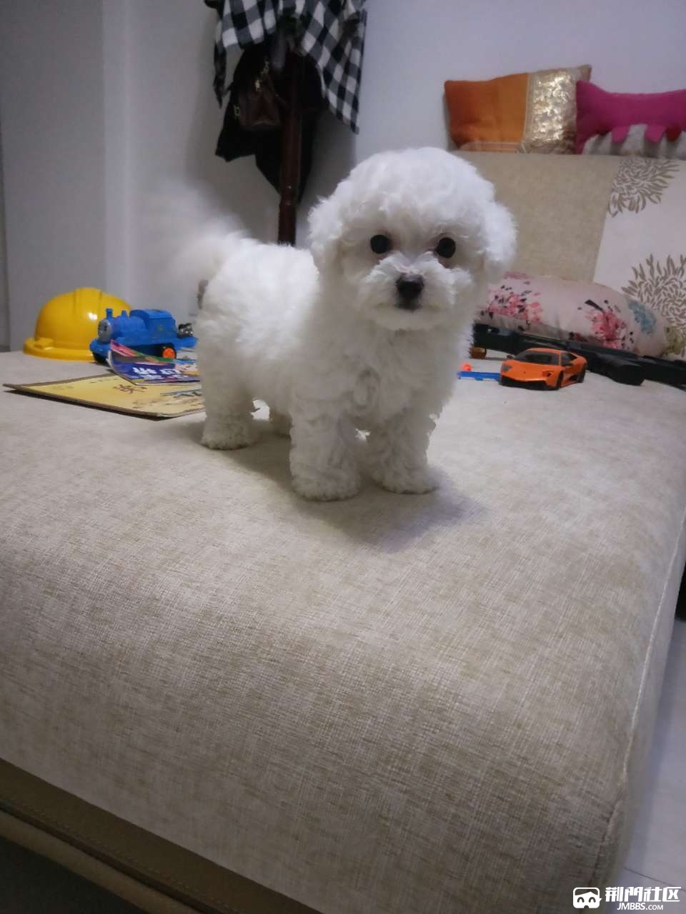 转卖2个多月比熊幼犬