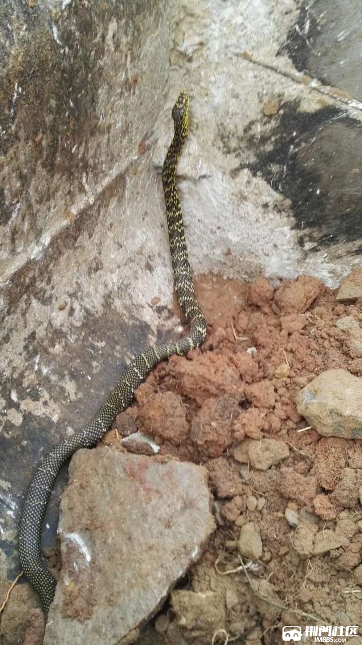 荆门一女子回家收拾床铺掀开被子突然发现一条蛇毛骨悚然想想都后怕