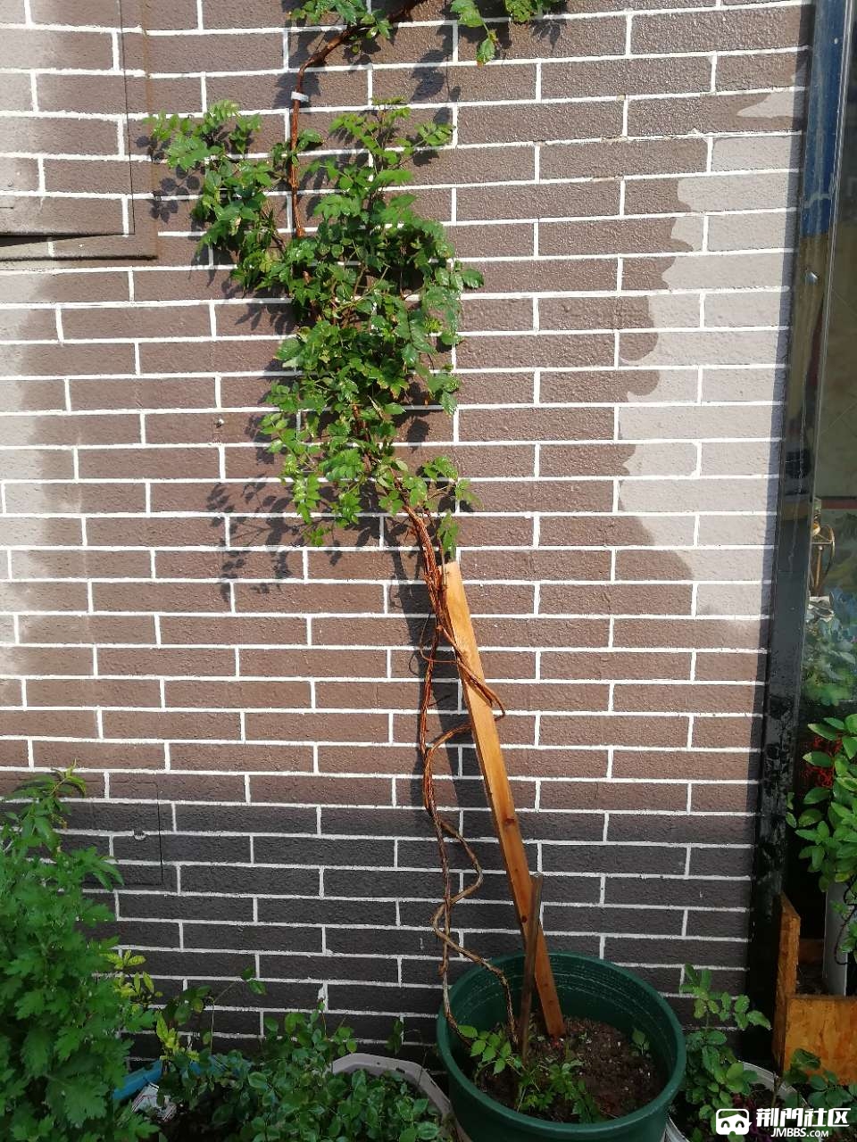 插杄一年半的凌霄花被我大清早换盆给根搞断了还能活