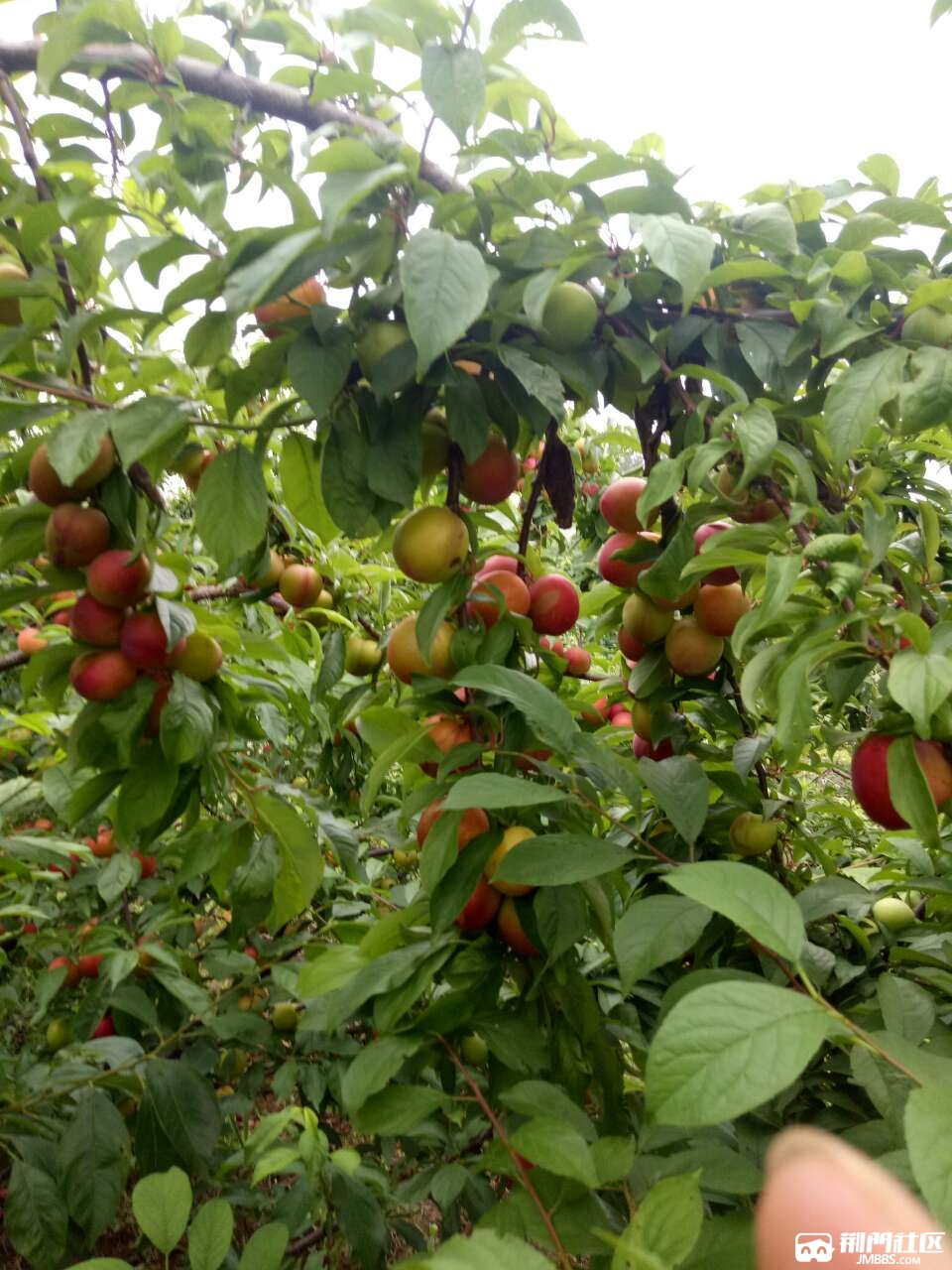 李子采摘