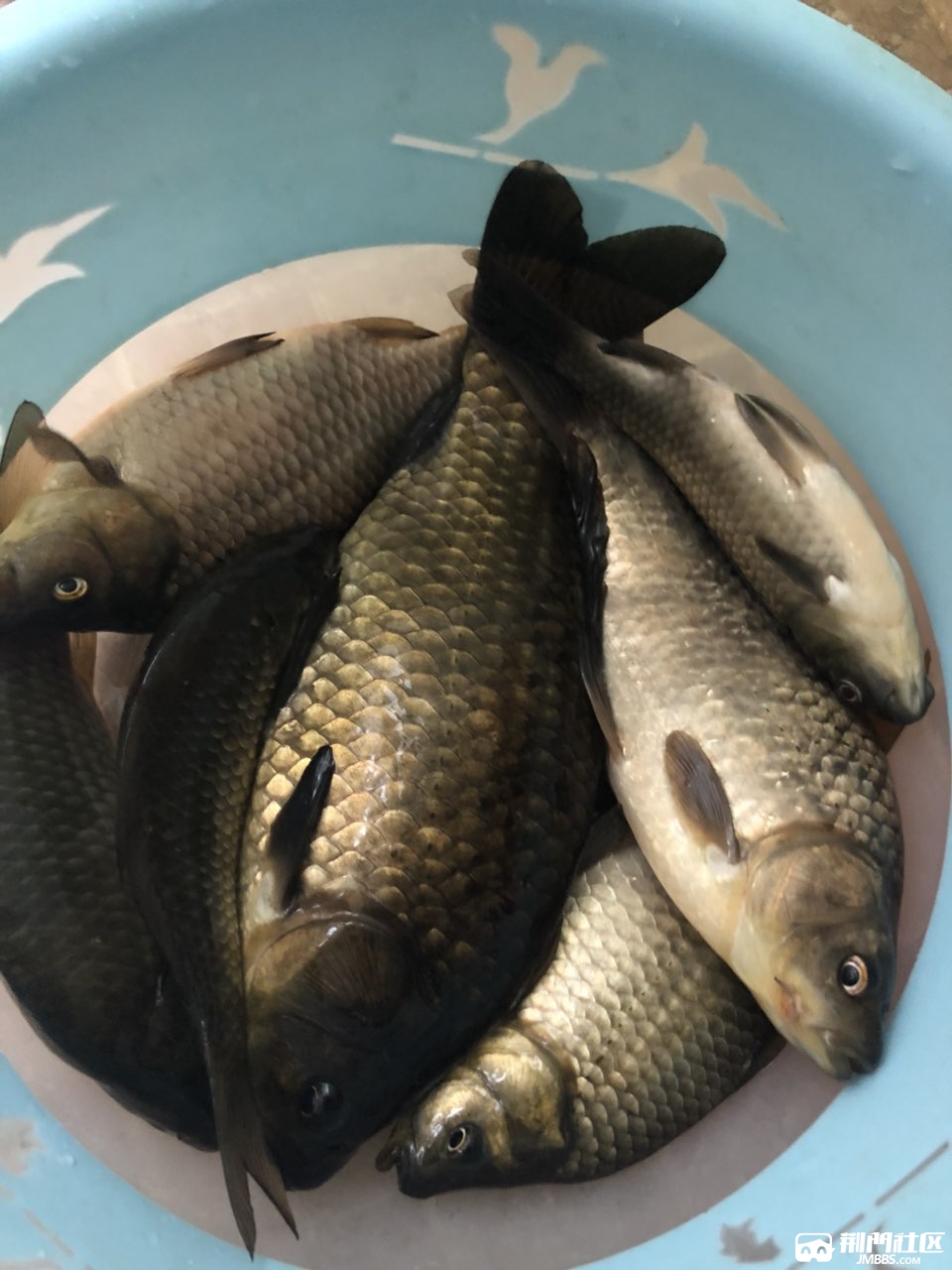 【每日一鱼】小钓怡情