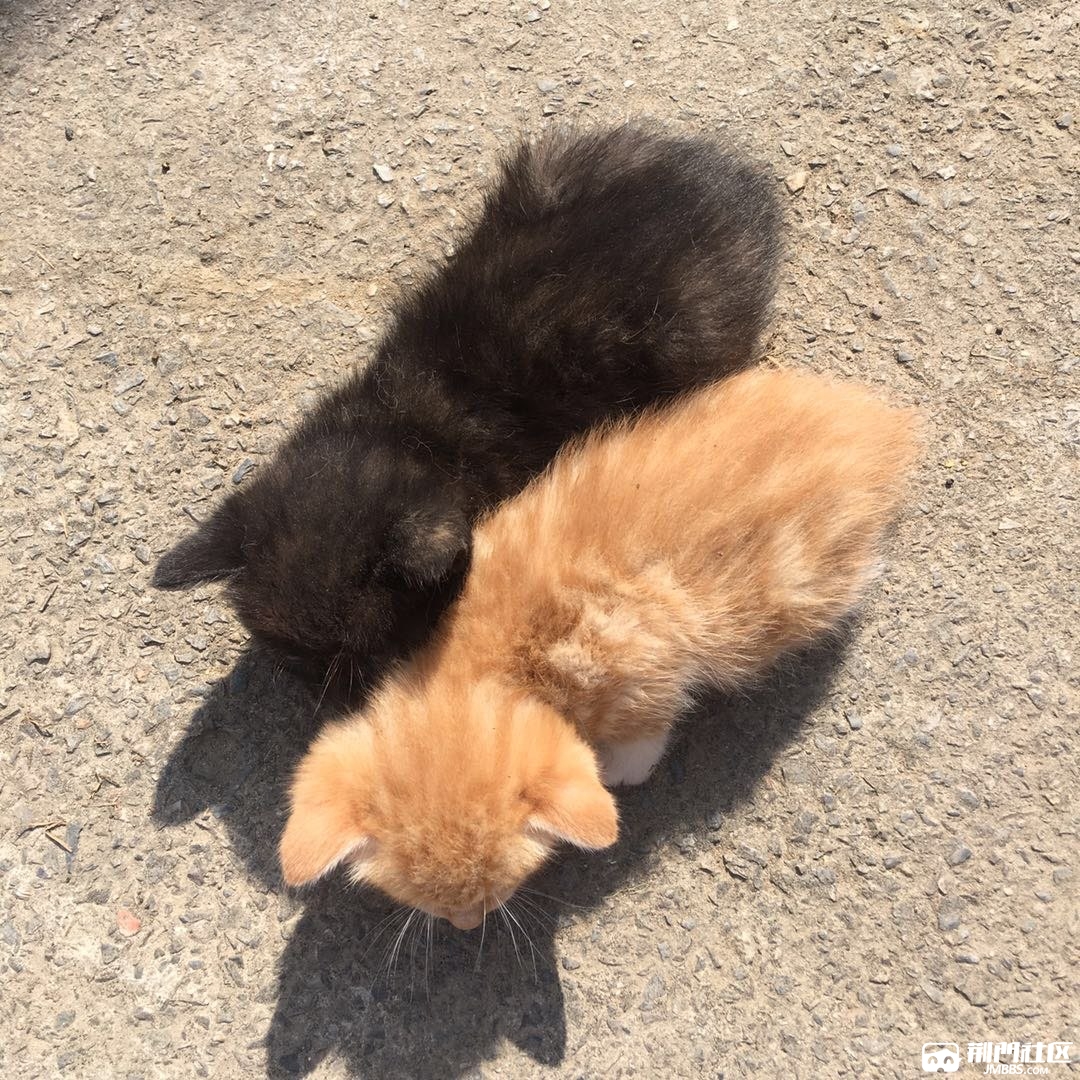 无偿领养田园橘猫和黑猫!(自家猫生)