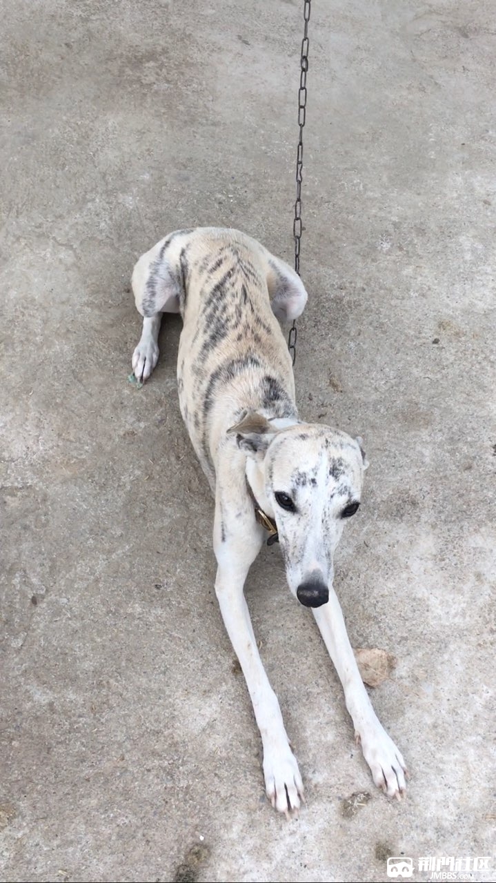 惠比特猎犬懂行的来