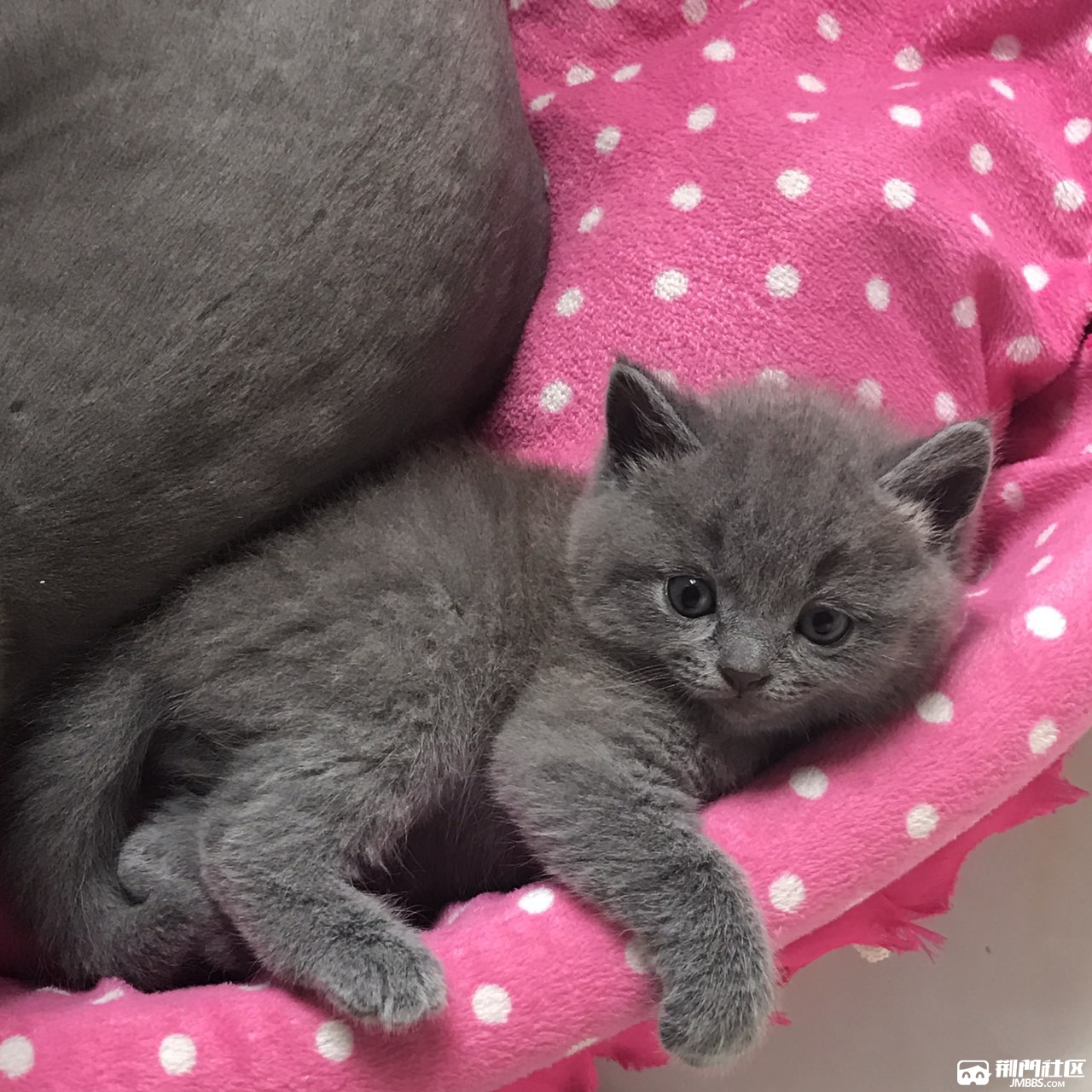 自家养的刚满月的英短蓝猫出售