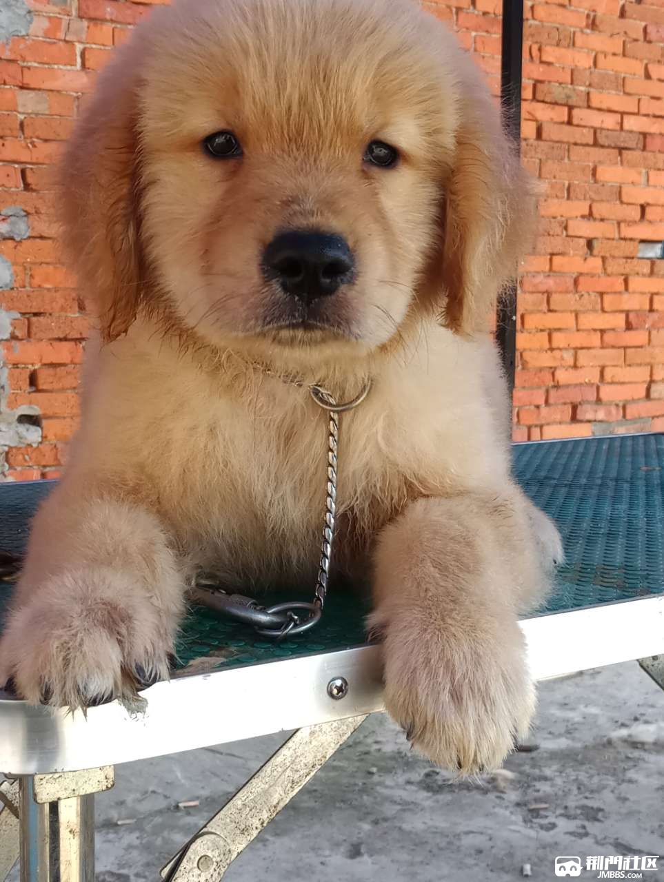 专业繁殖血统金毛,赛级金毛犬