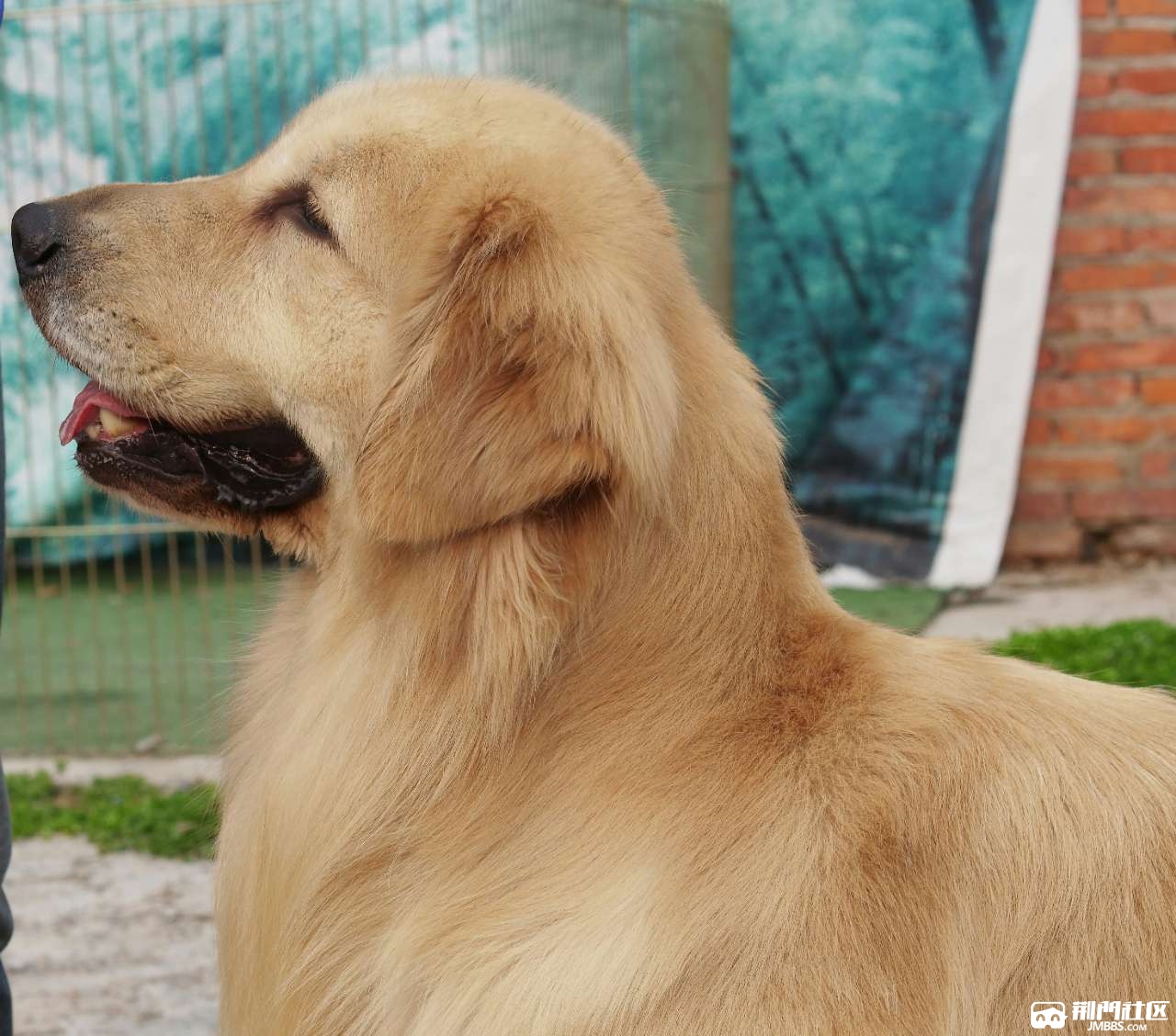 专业繁殖血统金毛,赛级金毛犬