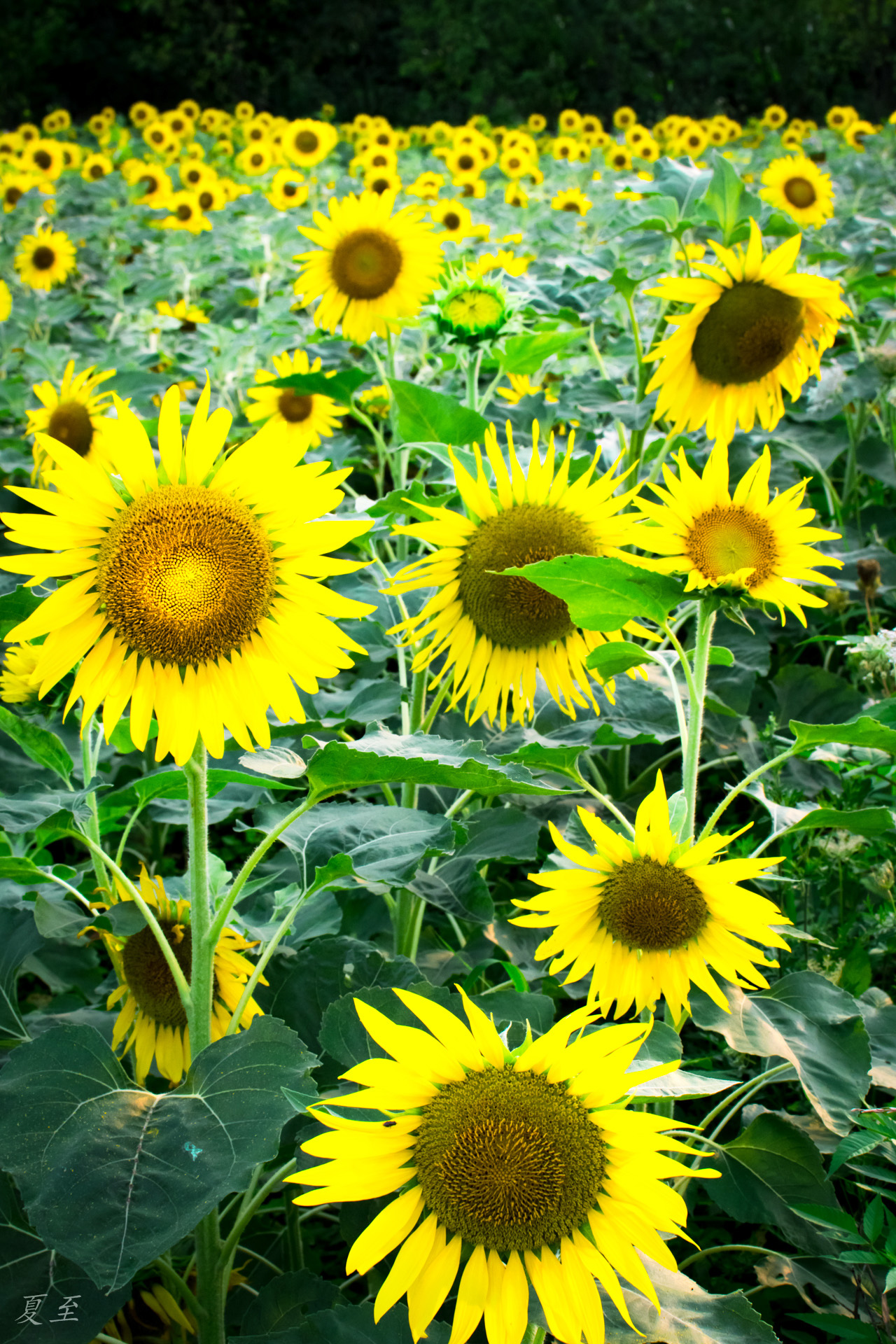 荆门之美#种了这么多向日葵,一定是大户人家