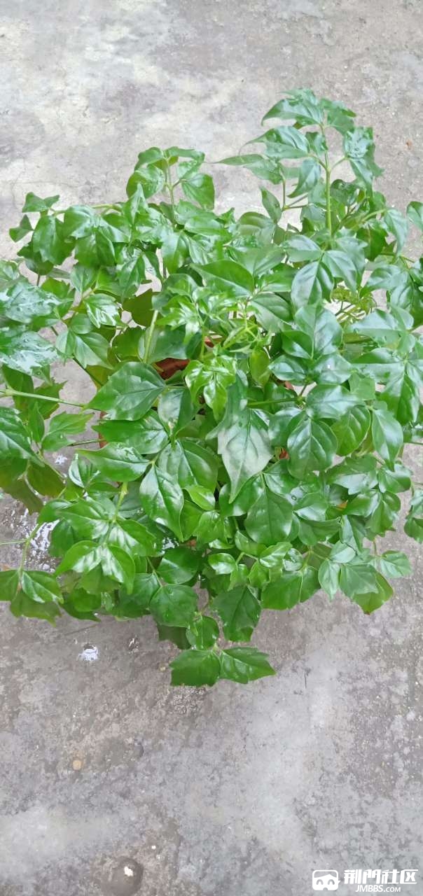 幸福树,话说怎么像乡里的苦楝树?