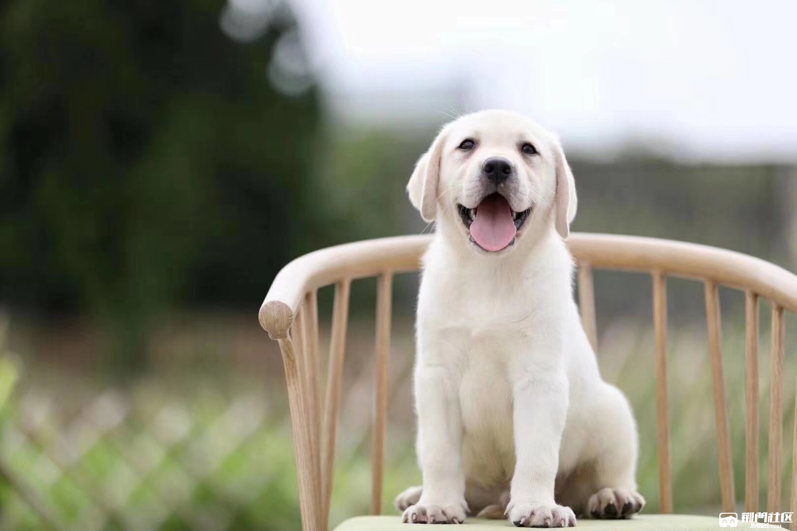 忠实温顺拉布拉多幼犬 神犬小七大头版