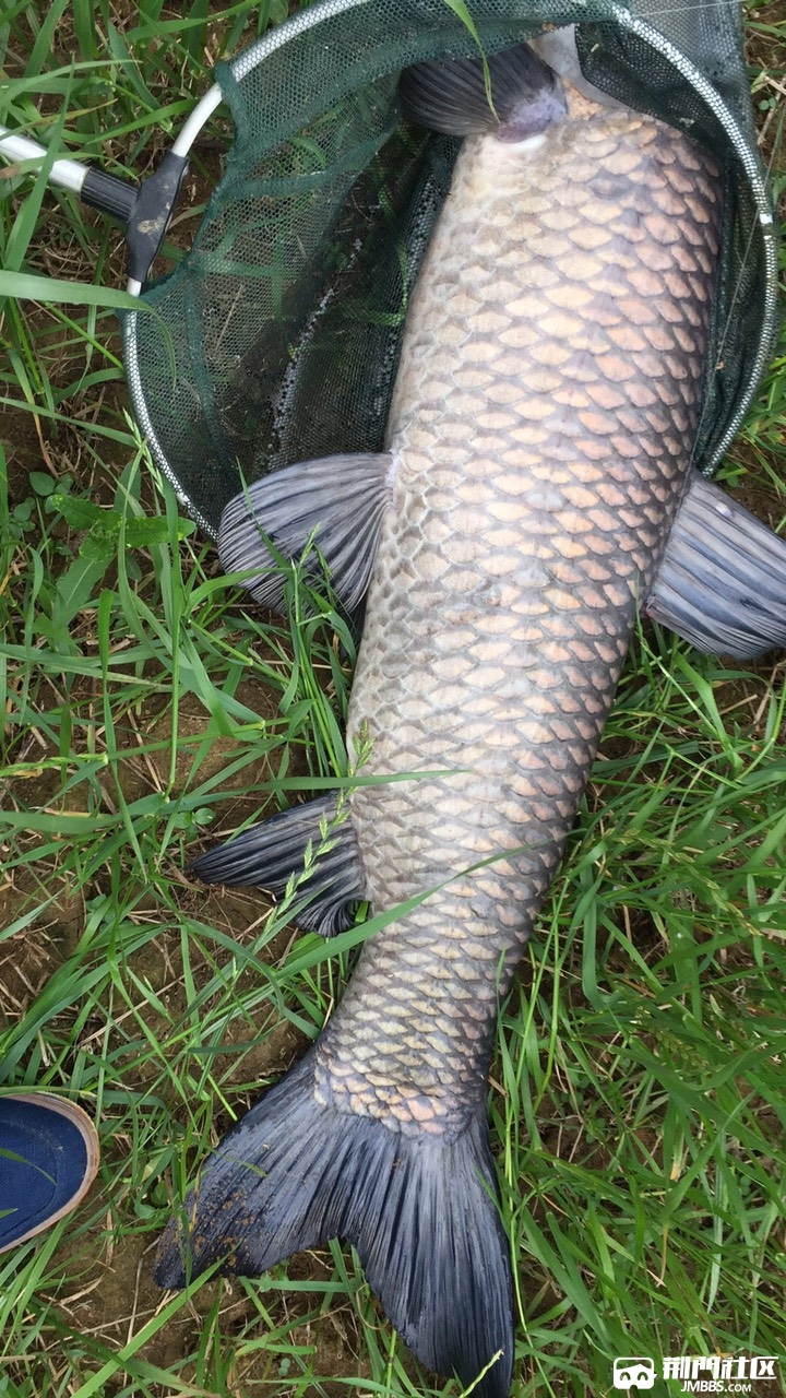 【每日一鱼】青鱼到位