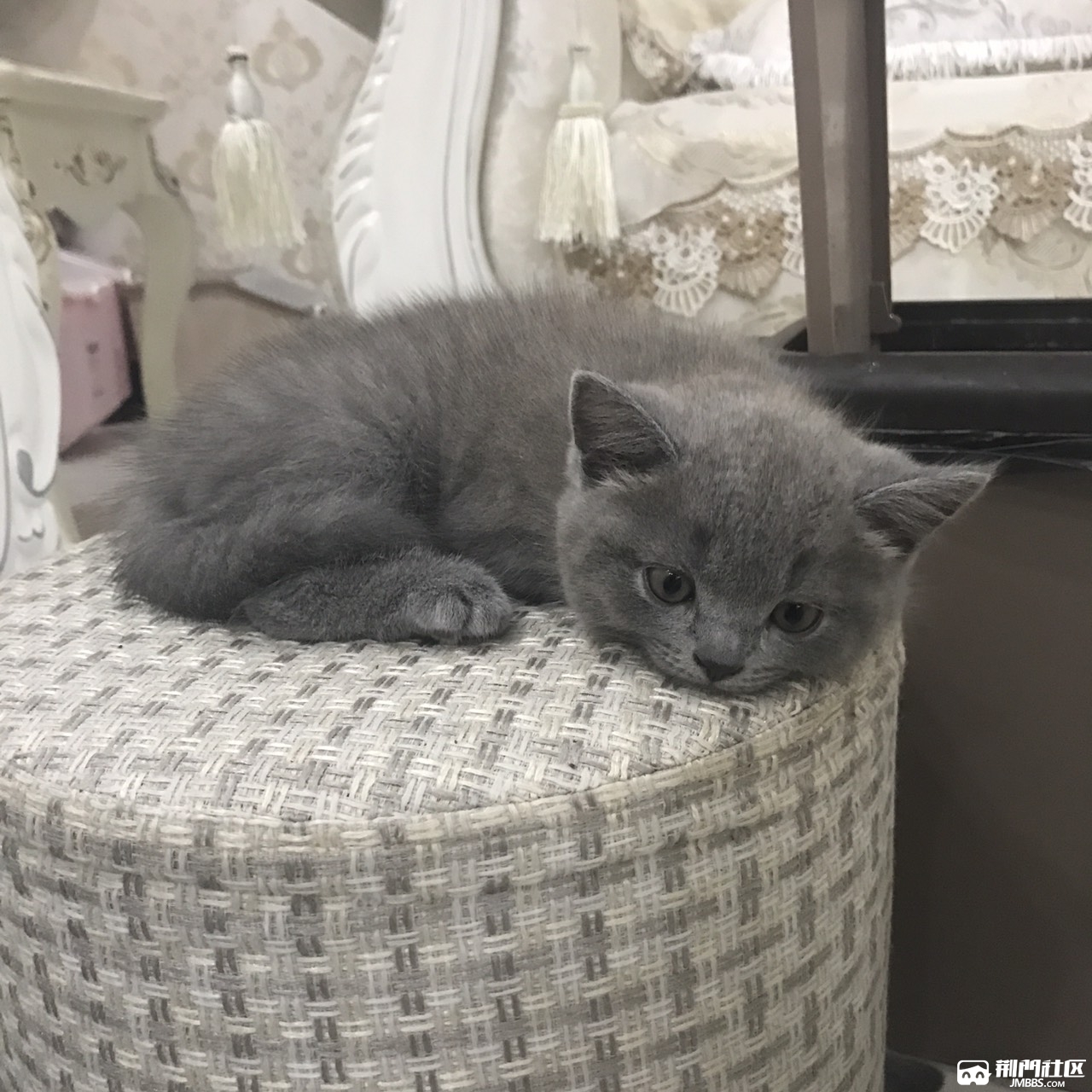 自家两个月英短蓝猫出售