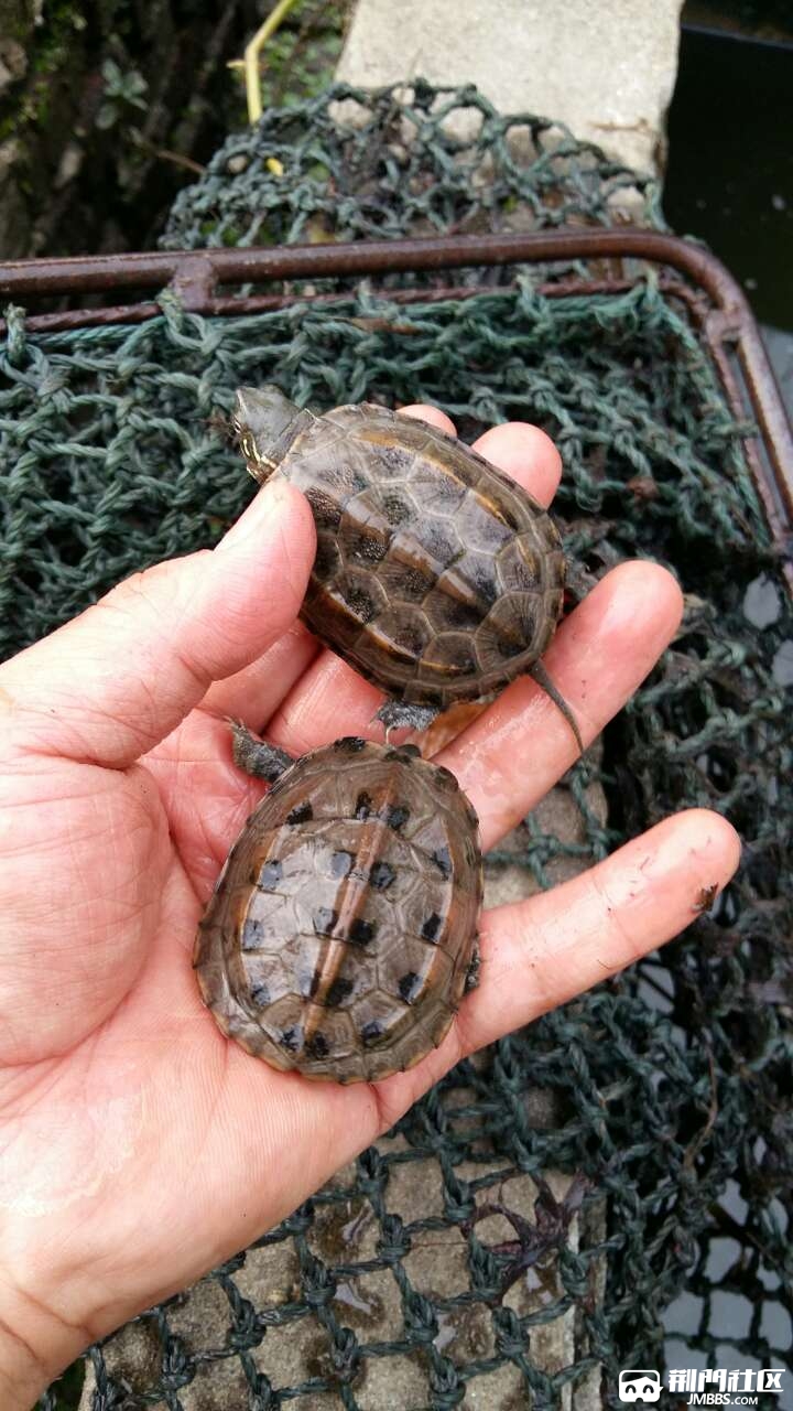 乌龟苗大量有货联系13886930691