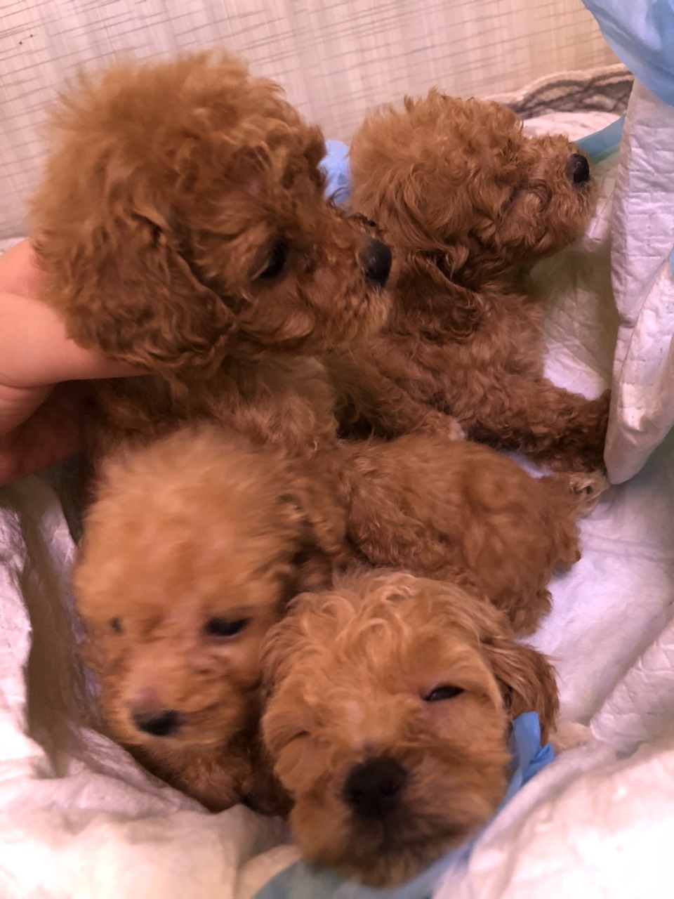 家养泰迪满月啦 高颜值公母均有