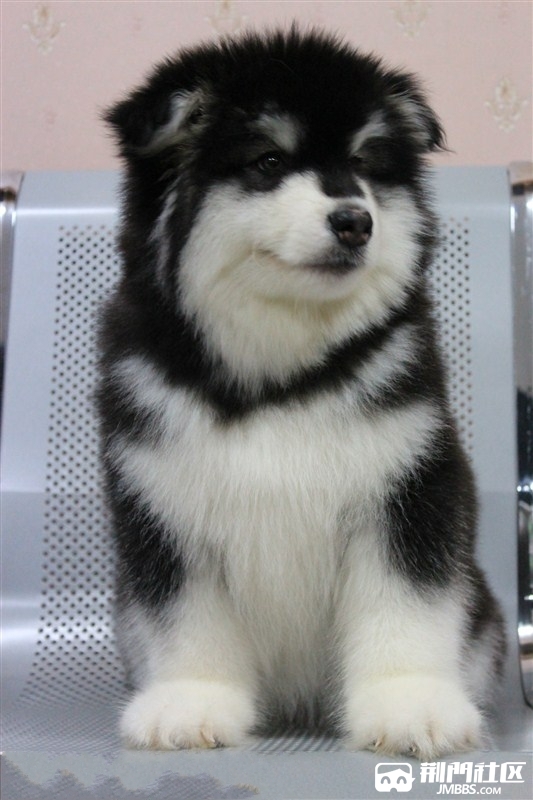 十字桃脸纯种阿拉斯加雪橇犬仔仔抢定中
