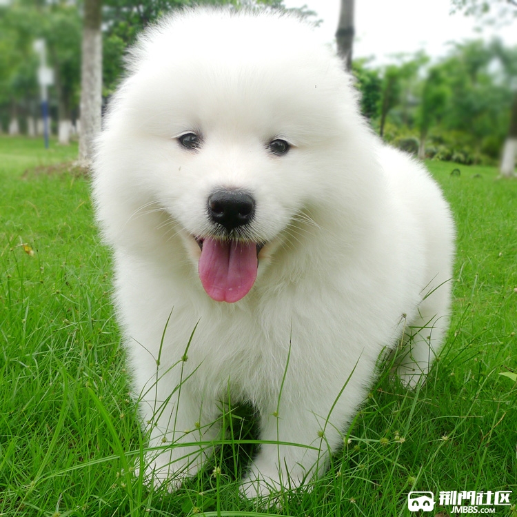 巨型犬大白熊狗狗完美售后质量三包健康可检测