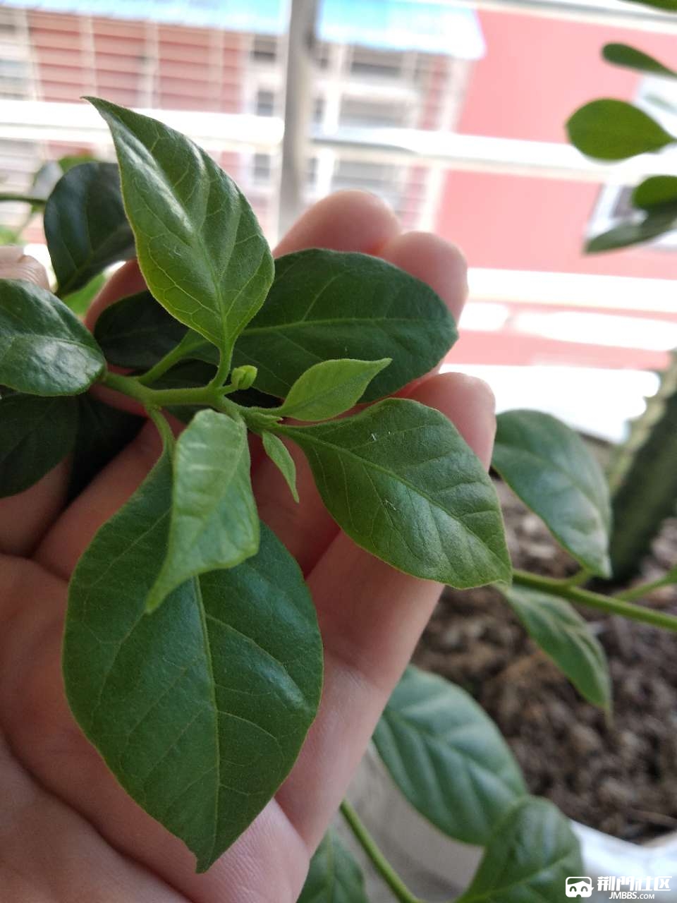 三角梅长了几个花苞了