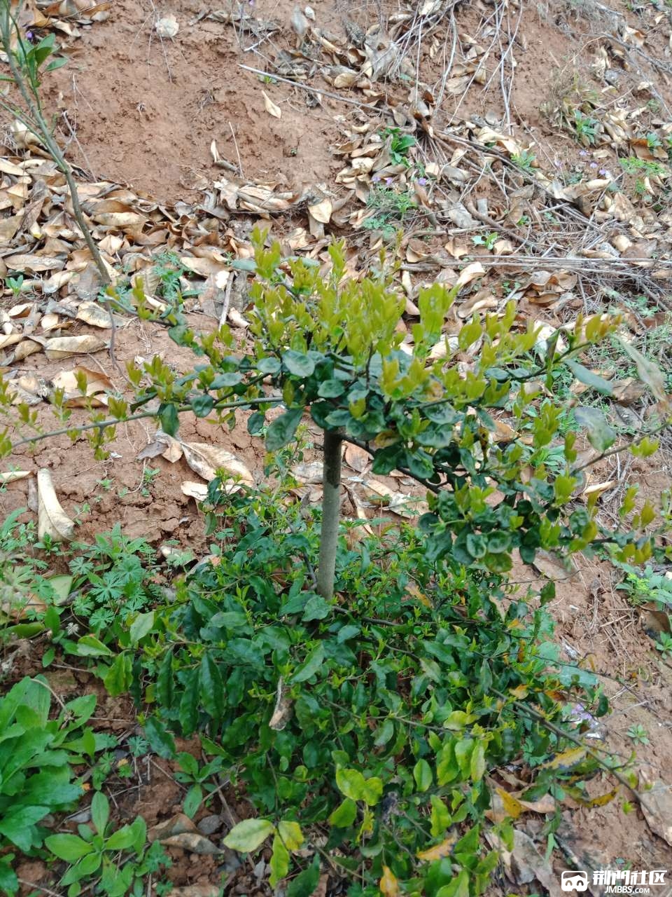 十年金弹子树苗出售