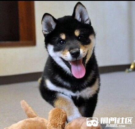 日本柴犬赤红色铁包金柴犬