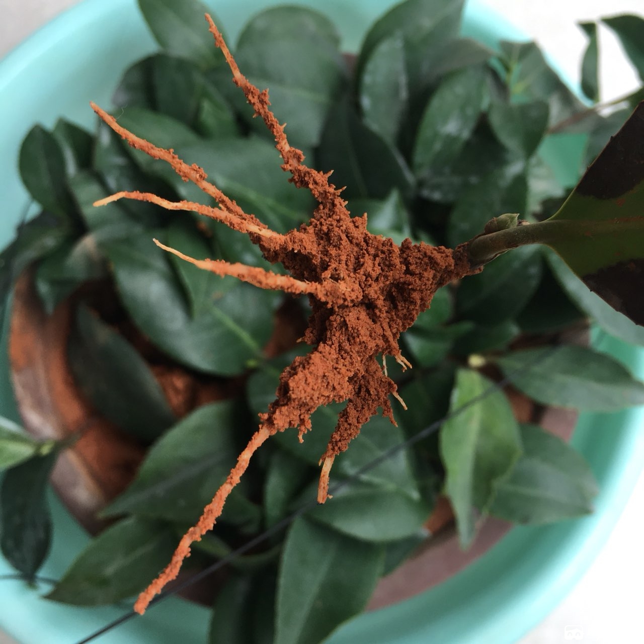 扦插的茶花生根啦