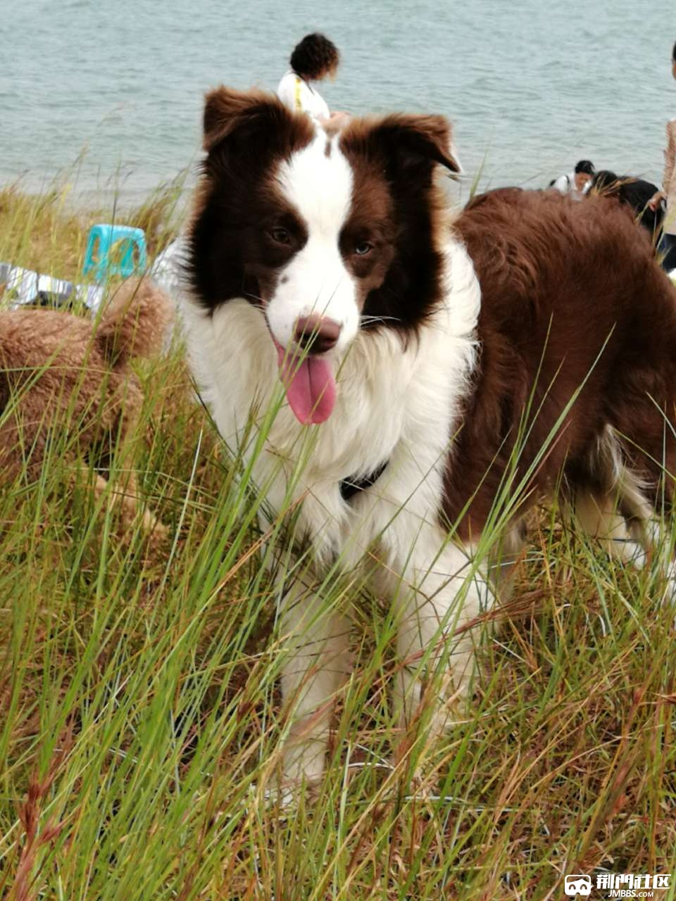 荆门有边牧群吗,给我家红陨石边牧找组织 - 宠物之家 - 荆门社区 - 强