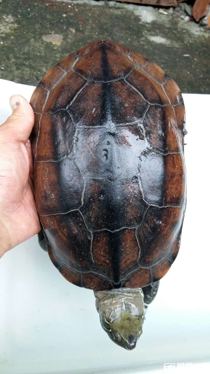 山区野甲鱼龟13886930691