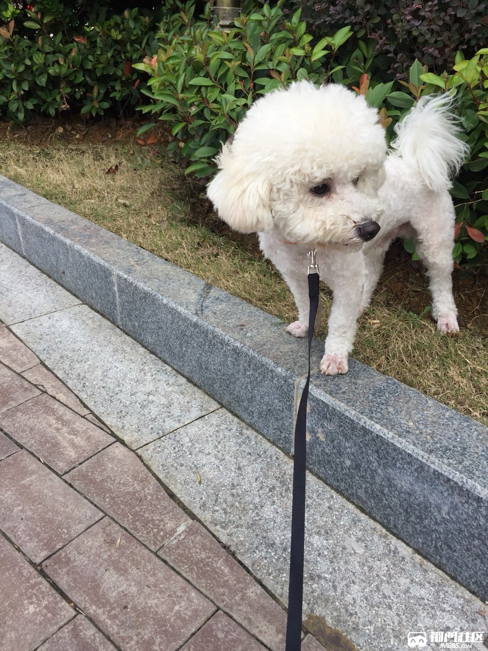 比熊寻主人,在香格里拉捡到的