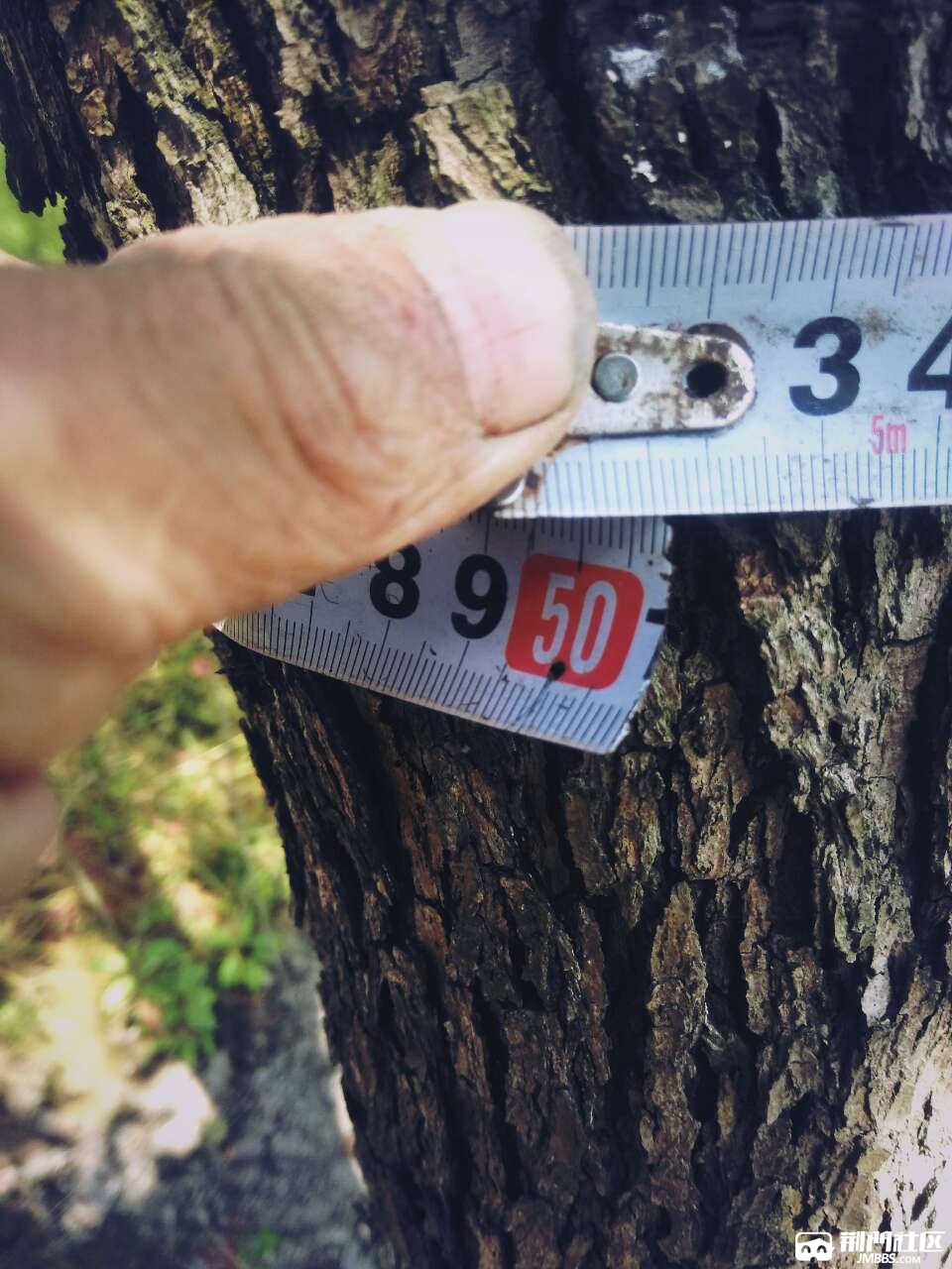 樟树出售12至18公分3o棵如图有意请电137