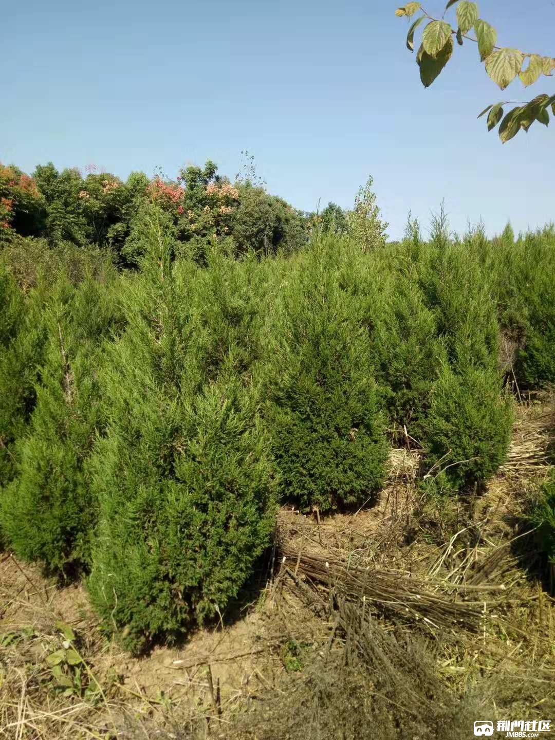 塔柏树笔柏树出售