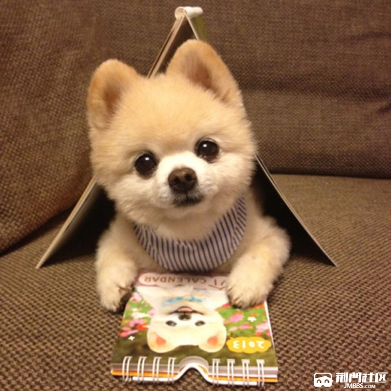 活泼可爱迷人大眼小博美俊介