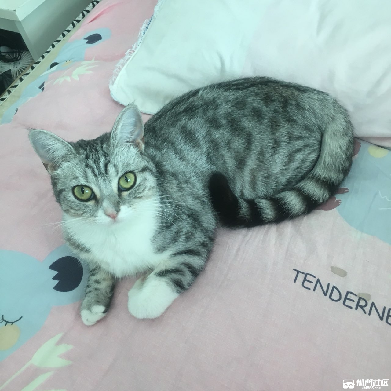 半岁母猫咪找领养人