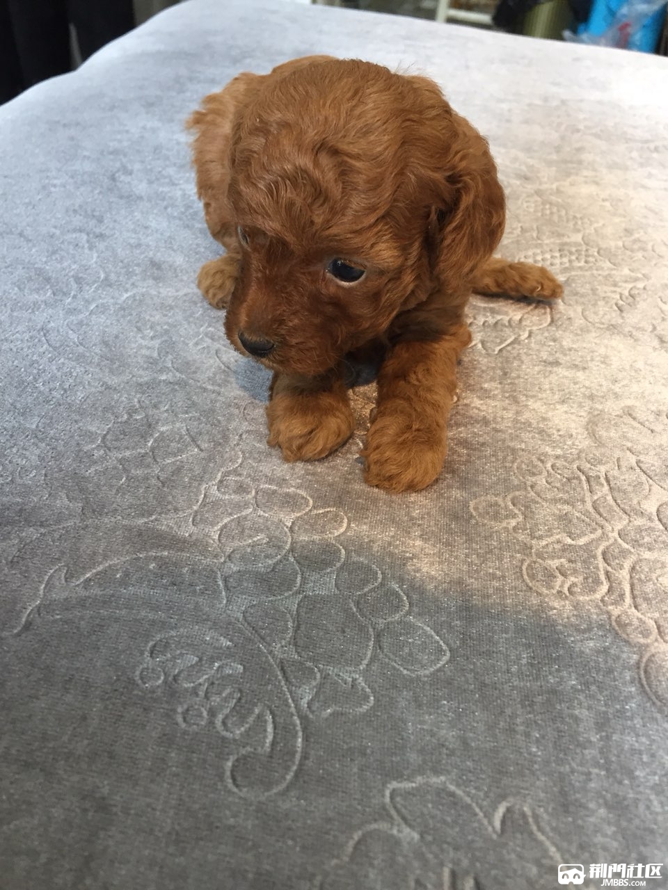 自家刚满月小泰迪最后一只母毛卷色正有兴趣的可以私聊