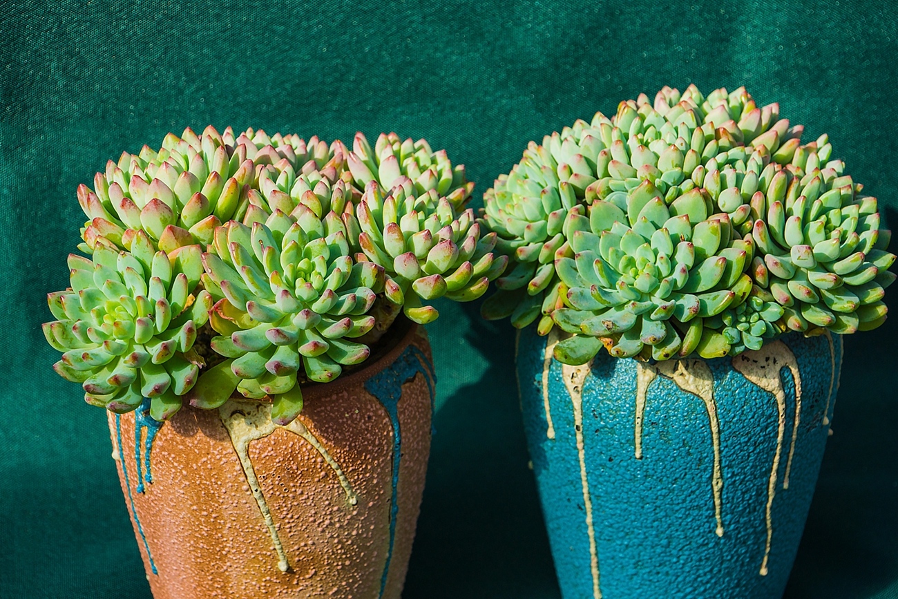 为多肉植物点赞