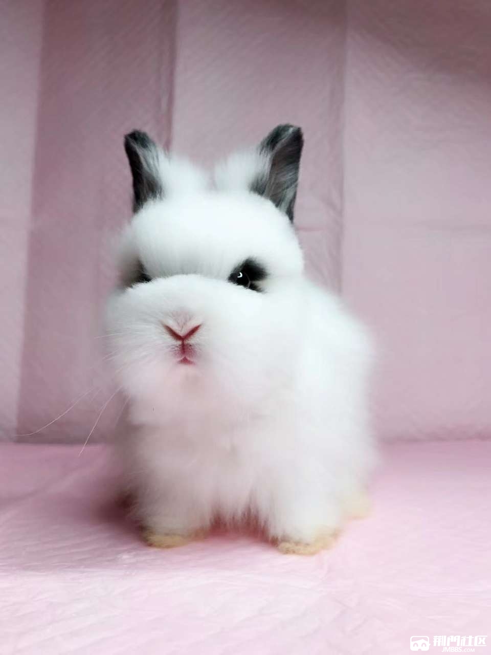 网红精品盖脸猫猫兔长毛可造型