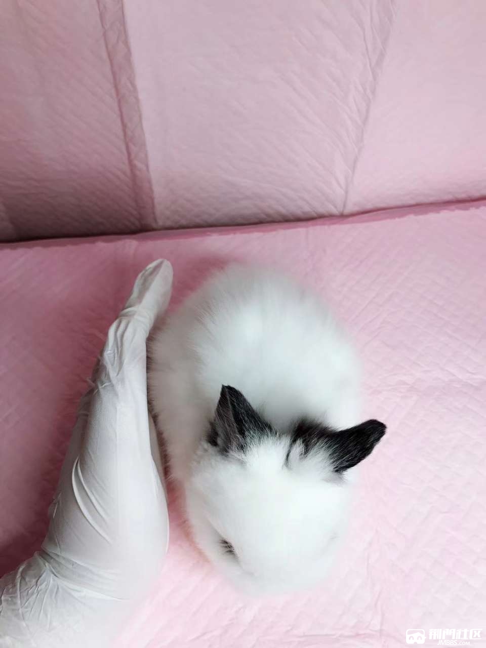 网红精品盖脸猫猫兔长毛可造型