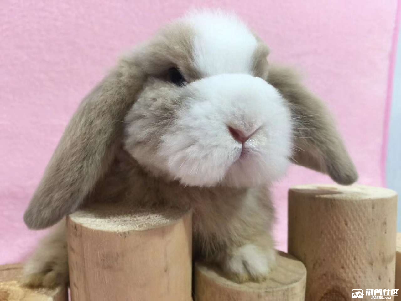 黄白色道奇垂耳兔长毛宠物兔