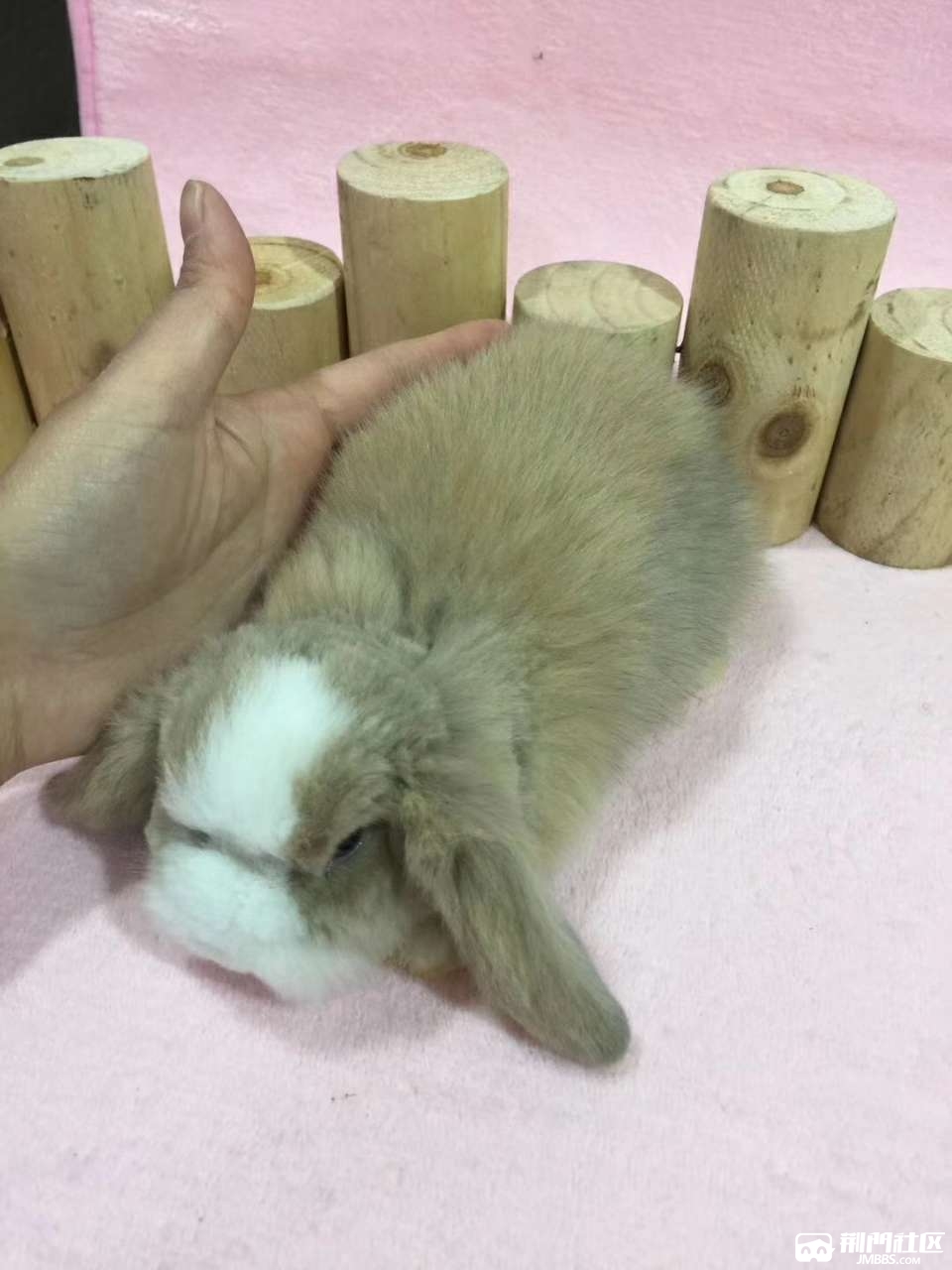 黄白色道奇垂耳兔长毛宠物兔