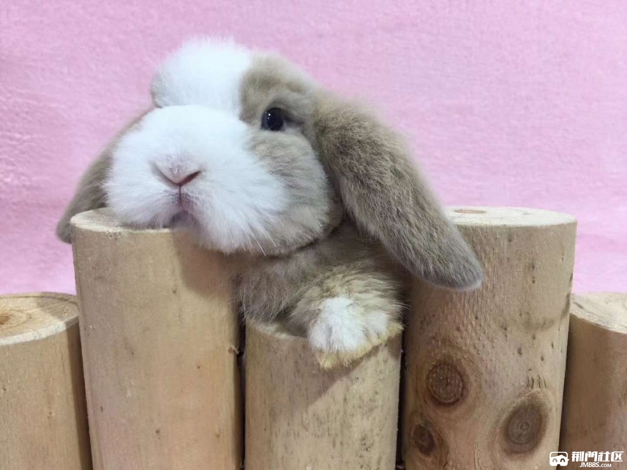 黄白色道奇垂耳兔长毛宠物兔