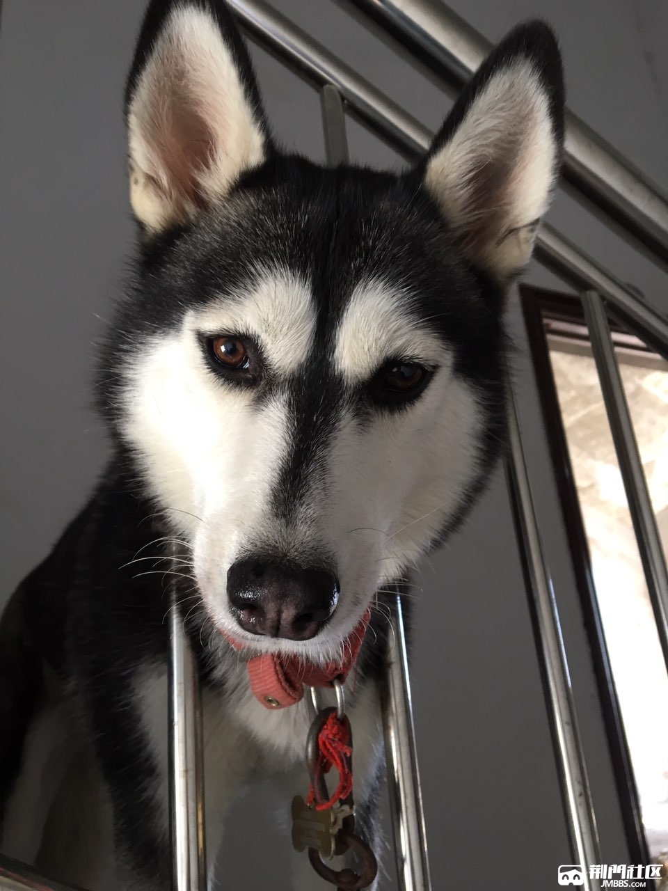 阿拉斯加(二哈),今上午在天鹅湖公园,丢失一条阿拉斯加