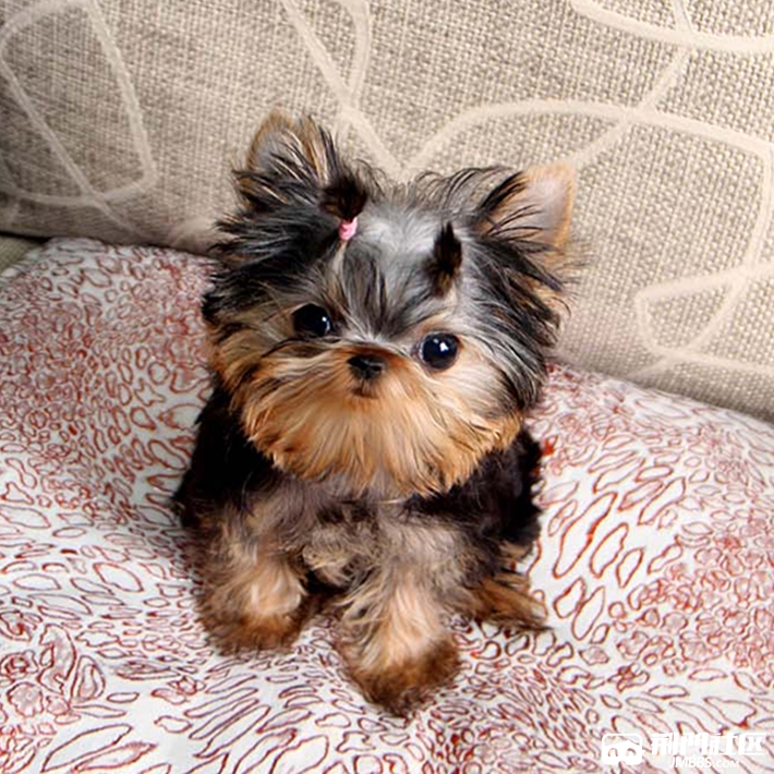 好可爱的小体型迷你约克夏幼犬出售一窝憨厚正宗狗狗