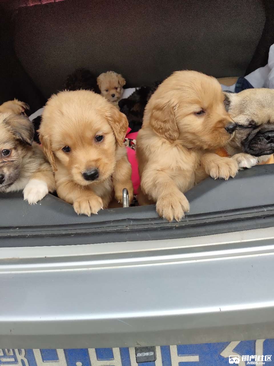 八哥吉娃娃金毛