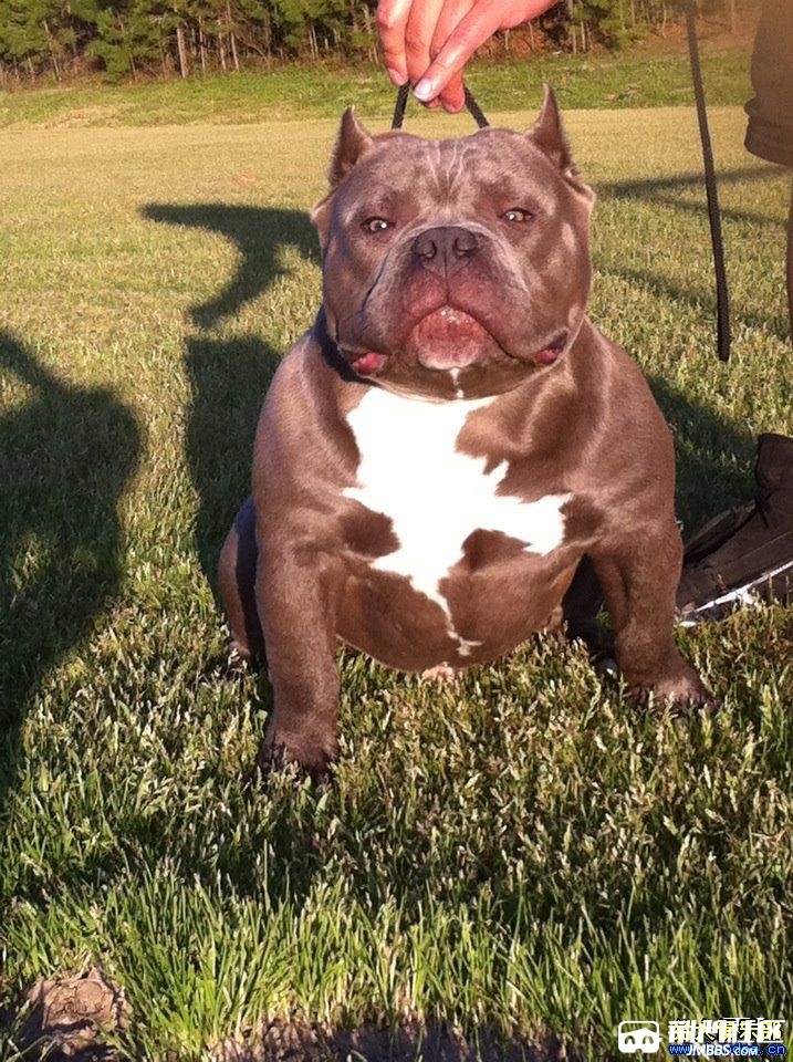 精品美国恶霸犬,包纯种,正宗美国血统