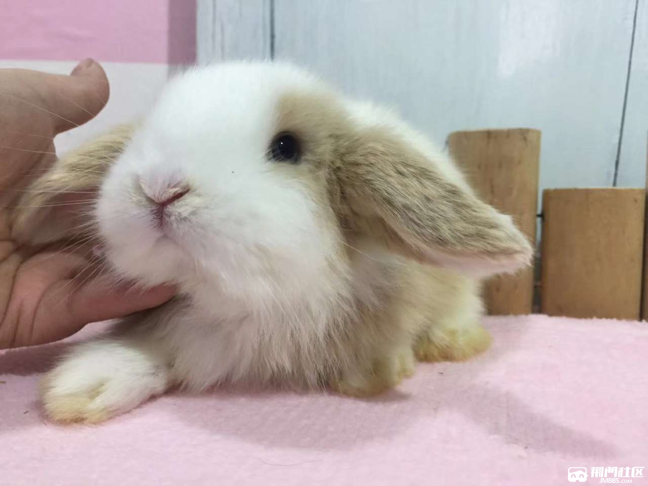 宠物兔黄白垂耳兔