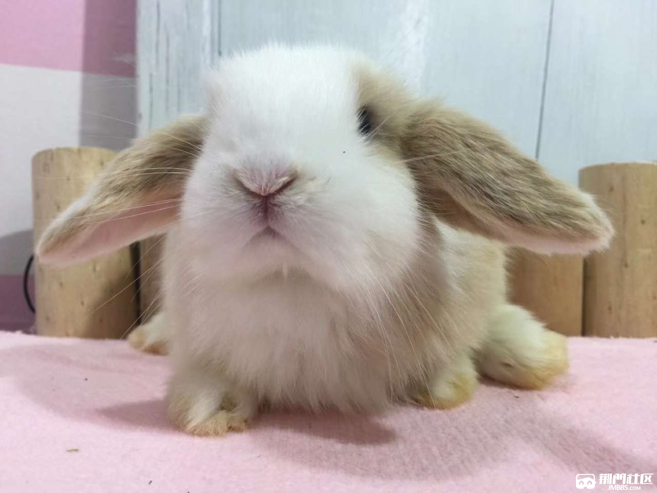 宠物兔黄白垂耳兔