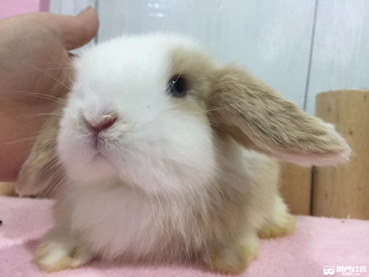 宠物兔黄白垂耳兔