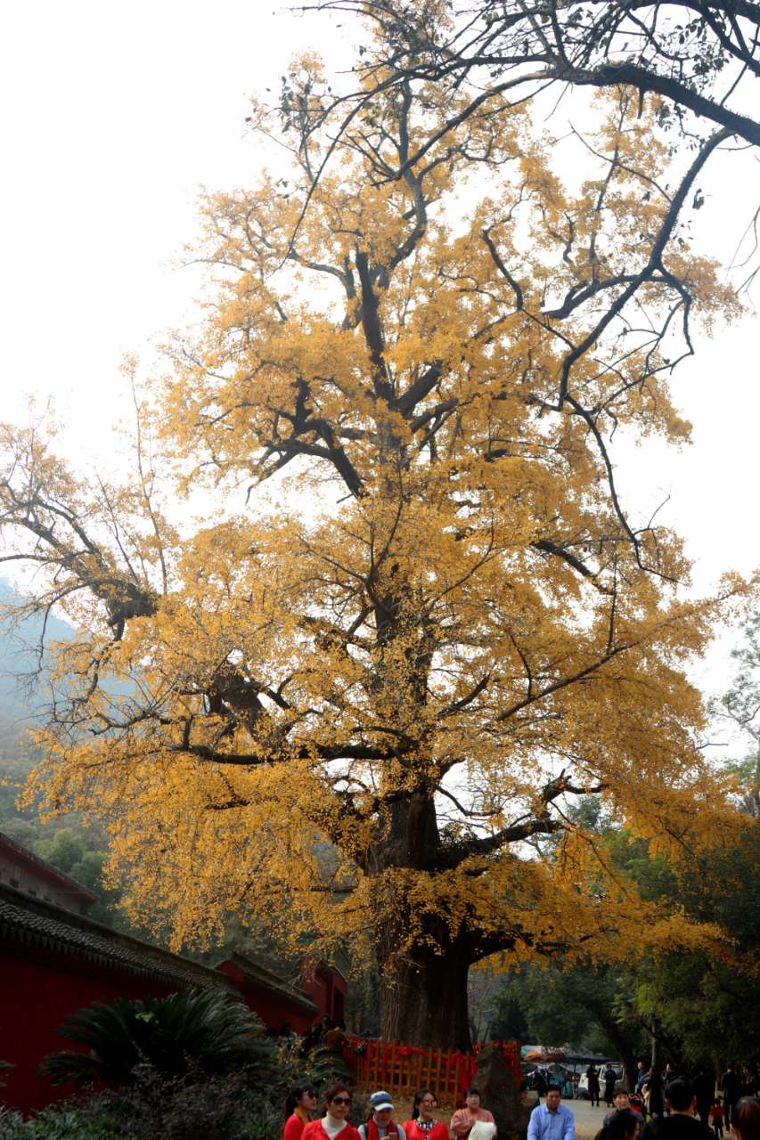 玉泉寺银杏树黄了