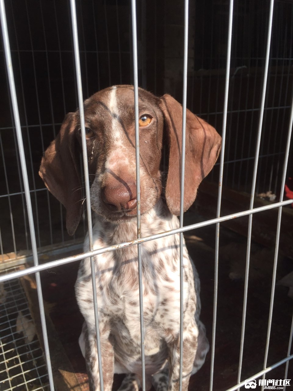 波音达猎犬出售