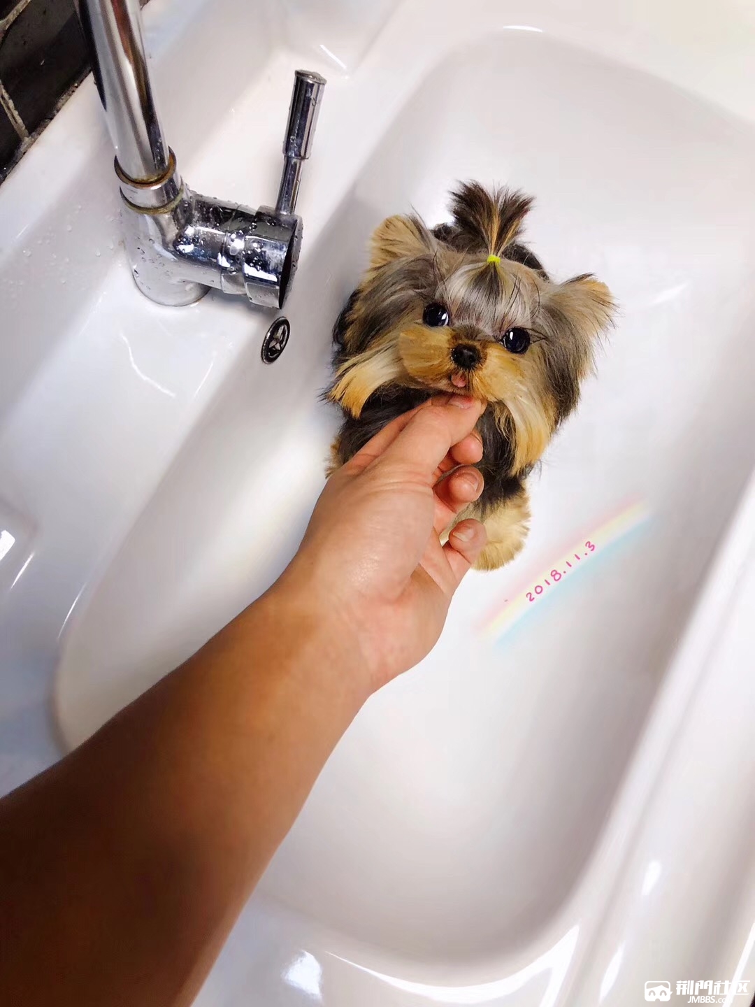 健康纯种的约克夏宝宝 实体出售 三个月 保健康 - 宠物交易中心